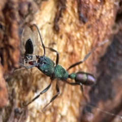 Rhytidoponera metallica at Russell, ACT - 27 Jun 2024