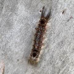 Euproctis baliolalis (Browntail Gum Moth) at Russell, ACT - 27 Jun 2024 by Hejor1