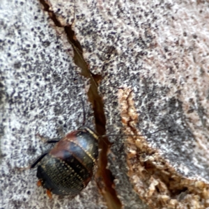 Ellipsidion sp. (genus) at Russell, ACT - 27 Jun 2024 12:53 PM