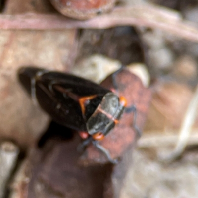 Eurymeloides minuta (Gumtree leafhopper) at Russell, ACT - 27 Jun 2024 by Hejor1