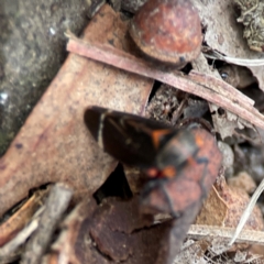 Eurymeloides lineata at Russell, ACT - 27 Jun 2024