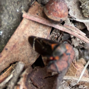 Eurymeloides lineata at Russell, ACT - 27 Jun 2024