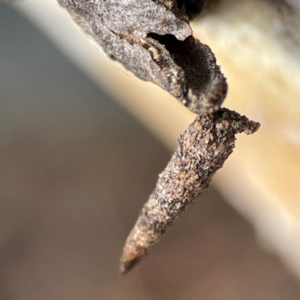 Psychidae (family) IMMATURE at Russell, ACT - 27 Jun 2024 01:02 PM