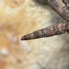 Psychidae (family) IMMATURE at Russell, ACT - 27 Jun 2024