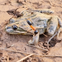 Limnodynastes tasmaniensis (Spotted Grass Frog) at Gundary TSR - 29 Jun 2024 by trevorpreston