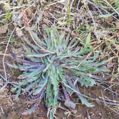 Plantago coronopus (Buck's-Horn Plantain) at Goulburn Mulwaree Council - 29 Jun 2024 by trevorpreston