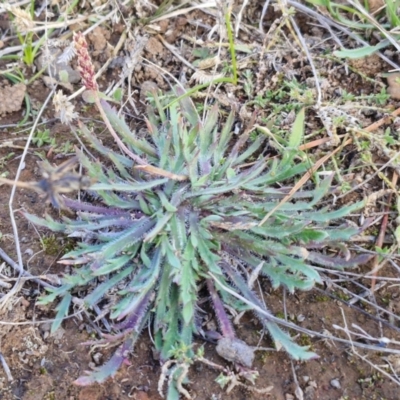 Plantago hispida at Gundary TSR - 29 Jun 2024 by trevorpreston