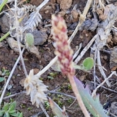 Plantago coronopus at Gundary TSR - 29 Jun 2024