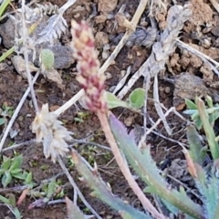 Plantago coronopus at Gundary TSR - 29 Jun 2024