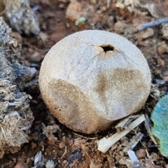 Bovista (A puffball) at Gundary TSR - 29 Jun 2024 by trevorpreston