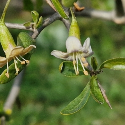 Lycium ferocissimum (African Boxthorn) at Gundary TSR - 29 Jun 2024 by trevorpreston