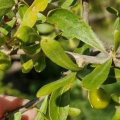 Lycium ferocissimum at Gundary TSR - 29 Jun 2024