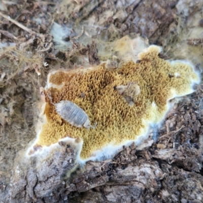 Unidentified Other non-black fungi  at Gundary TSR - 29 Jun 2024 by trevorpreston