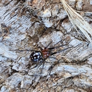 Habronestes sp. (genus) at Gundary TSR - 29 Jun 2024 01:31 PM