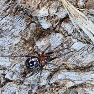 Habronestes sp. (genus) at Gundary TSR - 29 Jun 2024 01:31 PM