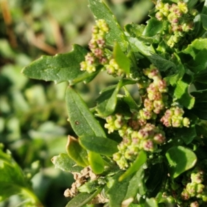 Chenopodium album at Gundary TSR - 29 Jun 2024