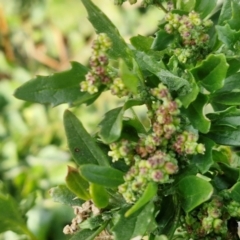 Chenopodium album at Gundary TSR - 29 Jun 2024