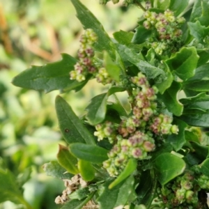 Chenopodium album at Gundary TSR - 29 Jun 2024