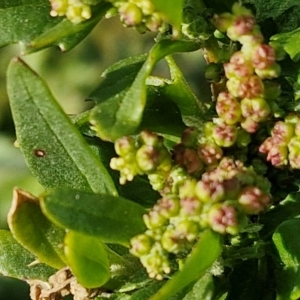 Chenopodium album at Gundary TSR - 29 Jun 2024