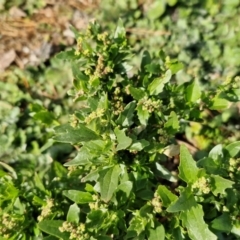 Chenopodium album at Gundary TSR - 29 Jun 2024