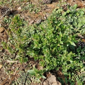 Chenopodium album at Gundary TSR - 29 Jun 2024