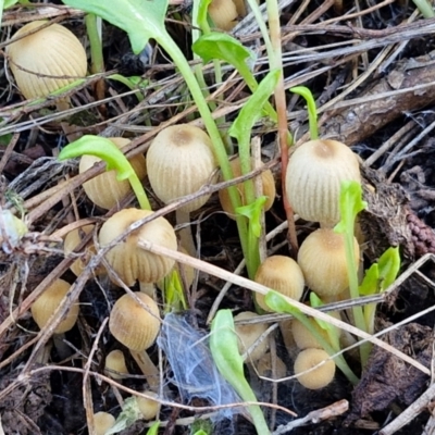 Coprinellus disseminatus (Coprinellus disseminatus) at Gundary TSR - 29 Jun 2024 by trevorpreston