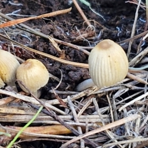 Coprinellus disseminatus at Gundary TSR - 29 Jun 2024 01:24 PM