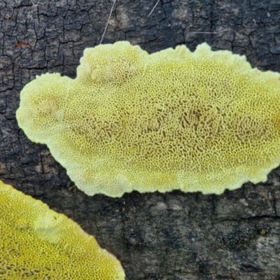 zz flat polypore - not white(ish) at Gundary TSR - 29 Jun 2024 by trevorpreston