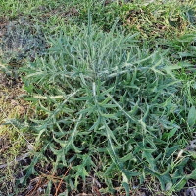 Cirsium vulgare (Spear Thistle) at Gundary TSR - 29 Jun 2024 by trevorpreston