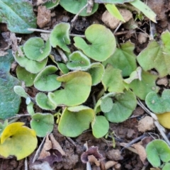 Dichondra sp. Inglewood (J.M.Dalby 86/93) Qld Herbarium at Gundary TSR - 29 Jun 2024 01:19 PM