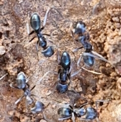 Dolichoderinae (subfamily) at Gundary TSR - 29 Jun 2024