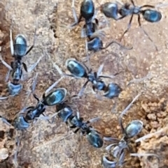 Dolichoderinae (subfamily) at Gundary TSR - 29 Jun 2024