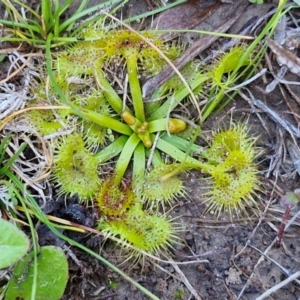 Drosera sp. at Gundary TSR - 29 Jun 2024