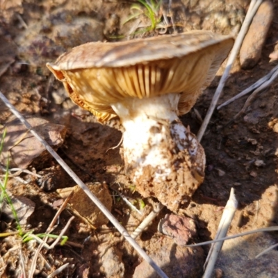 Cortinarius sp. at Gundary TSR - 29 Jun 2024 by trevorpreston