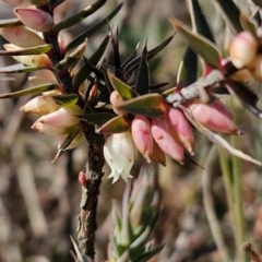 Melichrus urceolatus (Urn Heath) at Gundary TSR - 29 Jun 2024 by trevorpreston