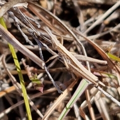 Keyacris scurra (Key's Matchstick Grasshopper) at Goulburn Mulwaree Council - 29 Jun 2024 by trevorpreston