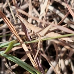 Keyacris scurra (Key's Matchstick Grasshopper) at Goulburn Mulwaree Council - 29 Jun 2024 by trevorpreston