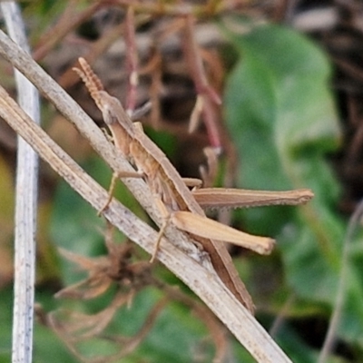 Keyacris scurra (Key's Matchstick Grasshopper) at Goulburn Mulwaree Council - 29 Jun 2024 by trevorpreston