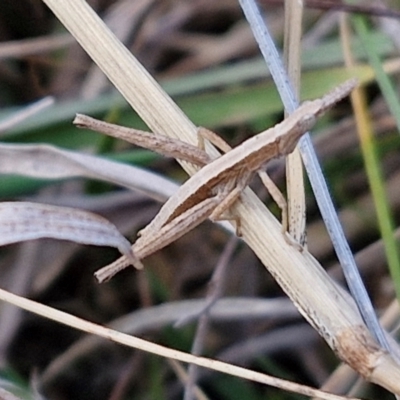 Keyacris scurra (Key's Matchstick Grasshopper) at Goulburn Mulwaree Council - 29 Jun 2024 by trevorpreston