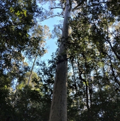 Corymbia maculata (Spotted Gum) at BA124 - 28 Jun 2024 by Teresa