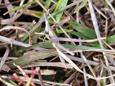 Keyacris scurra (Key's Matchstick Grasshopper) at Gundary TSR - 29 Jun 2024 by trevorpreston