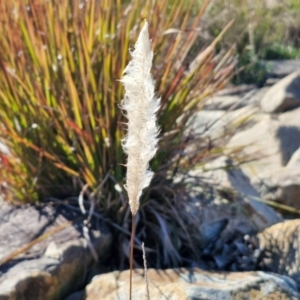 Imperata cylindrica at Goulburn Wetlands - 29 Jun 2024