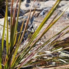 Imperata cylindrica at Goulburn Wetlands - 29 Jun 2024 10:54 AM