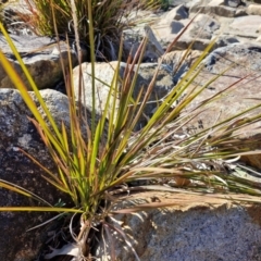 Imperata cylindrica at Goulburn Wetlands - 29 Jun 2024 10:54 AM