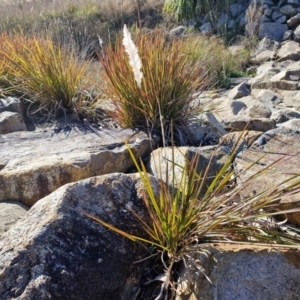 Imperata cylindrica at Goulburn Wetlands - 29 Jun 2024