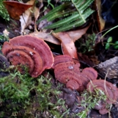 Cyclomyces setiporus at Bermagui State Forest - 28 Jun 2024 by Teresa