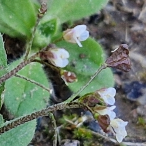 Capsella bursa-pastoris at Goulburn Wetlands - 29 Jun 2024