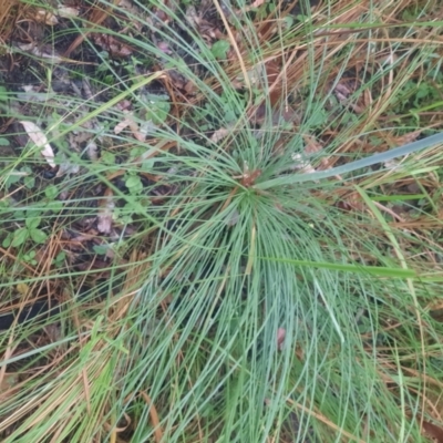 Xanthorrhoea johnsonii (Forest Grasstree) at Carnarvon National Park - 29 Jun 2024 by MB