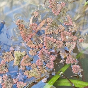 Azolla pinnata at Goulburn Wetlands - 29 Jun 2024 10:42 AM