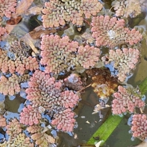 Azolla pinnata at Goulburn Wetlands - 29 Jun 2024 10:42 AM